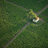 Parcelle de vignoble en Côte d'Or inscrite à l'UNESCO