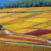 Petites routes au coeur des vignes de Bourgogne