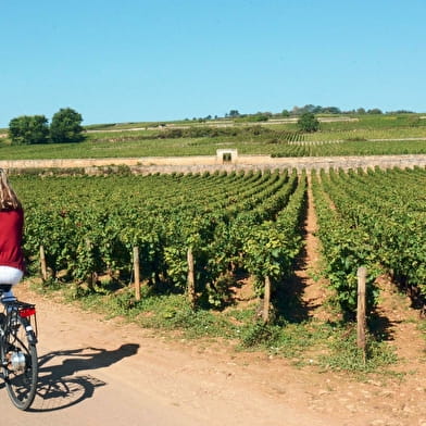 De Voie des Vignes: van Marsannay-la-Côte naar Santenay