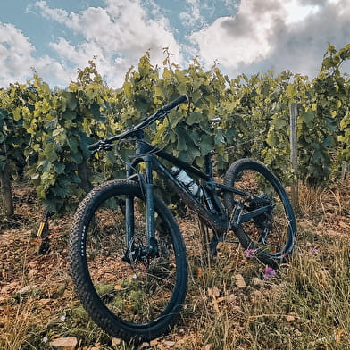 Mountainbike - Bourgogne wijnroute