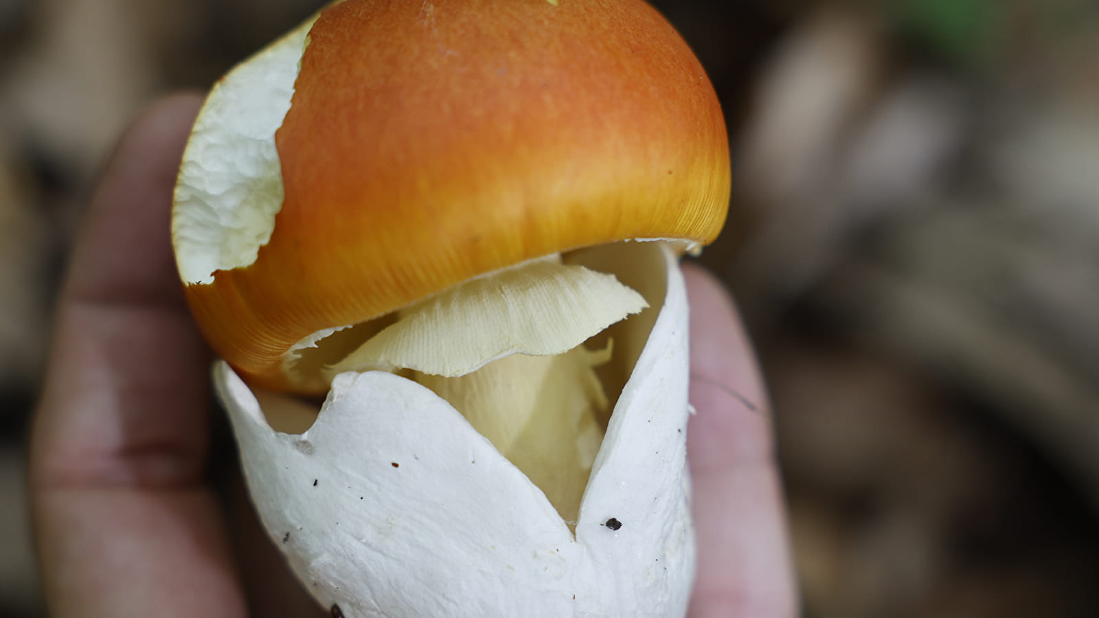 De paddenstoelen van het Bois de Montfée (ENS 2024)