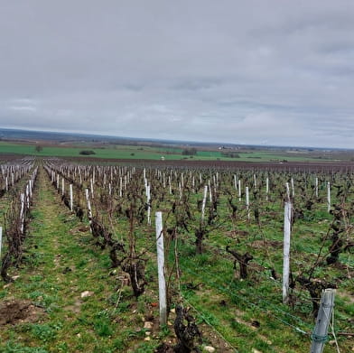Vanaf een panoramisch uitkijkpunt over de wijngaarden van Saint-Andelain