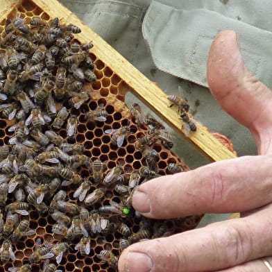 De kunst van het bijenhouden
