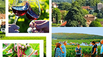 Clos de bourgogne, découverte des secrets 'vigne et vin' - GEVREY-CHAMBERTIN