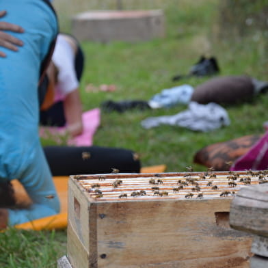 Yoga, ressourcement et découverte de l'univers des abeilles