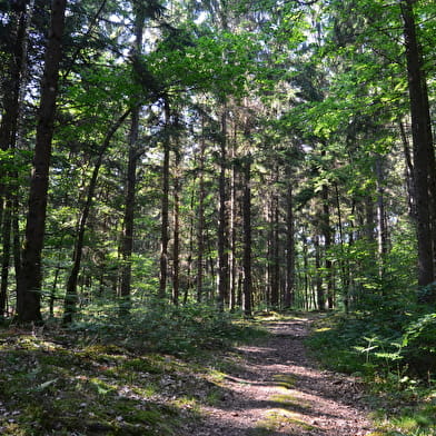 Forêt de Prémery