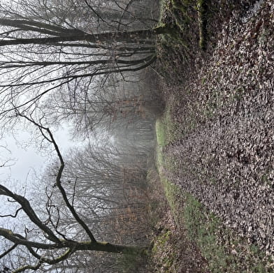 Balade Verte - Een wandeling door weiden, bossen en een rivier (VSG 2)