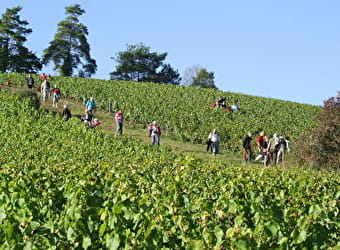 Visite-découverte De la Vigne au Vin - CHAUMONT-LE-BOIS
