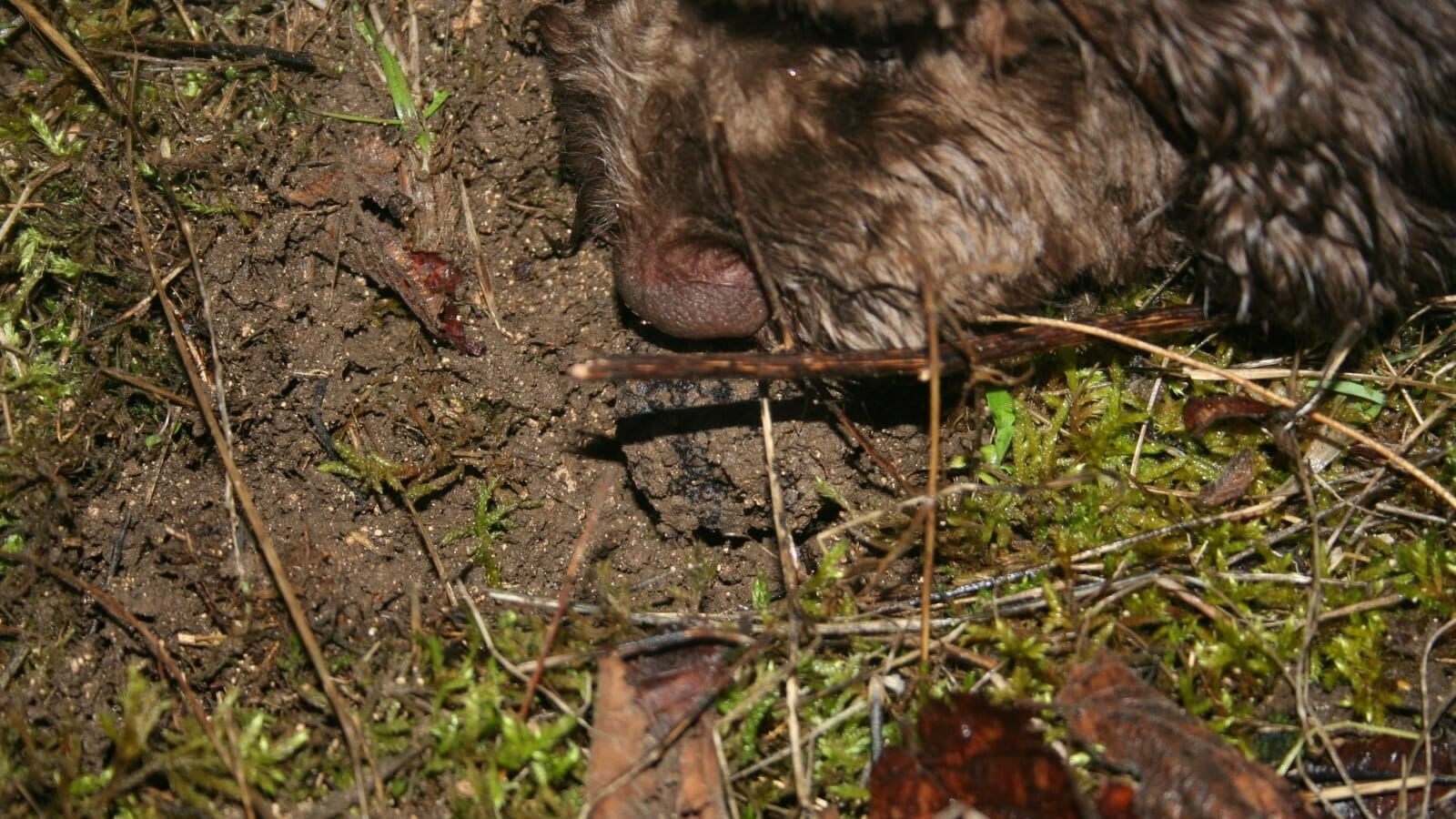 Cavage de la truffe de Bourgogne - reserveren verplicht