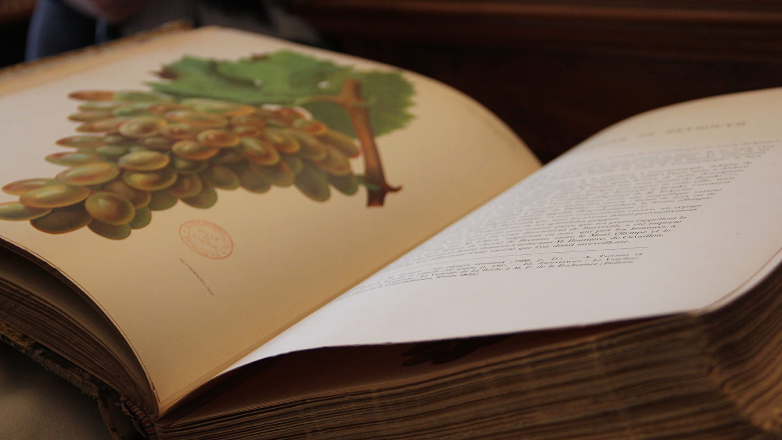 1u met hedendaags erfgoed: de wijnstok en het kunstenaarsboek