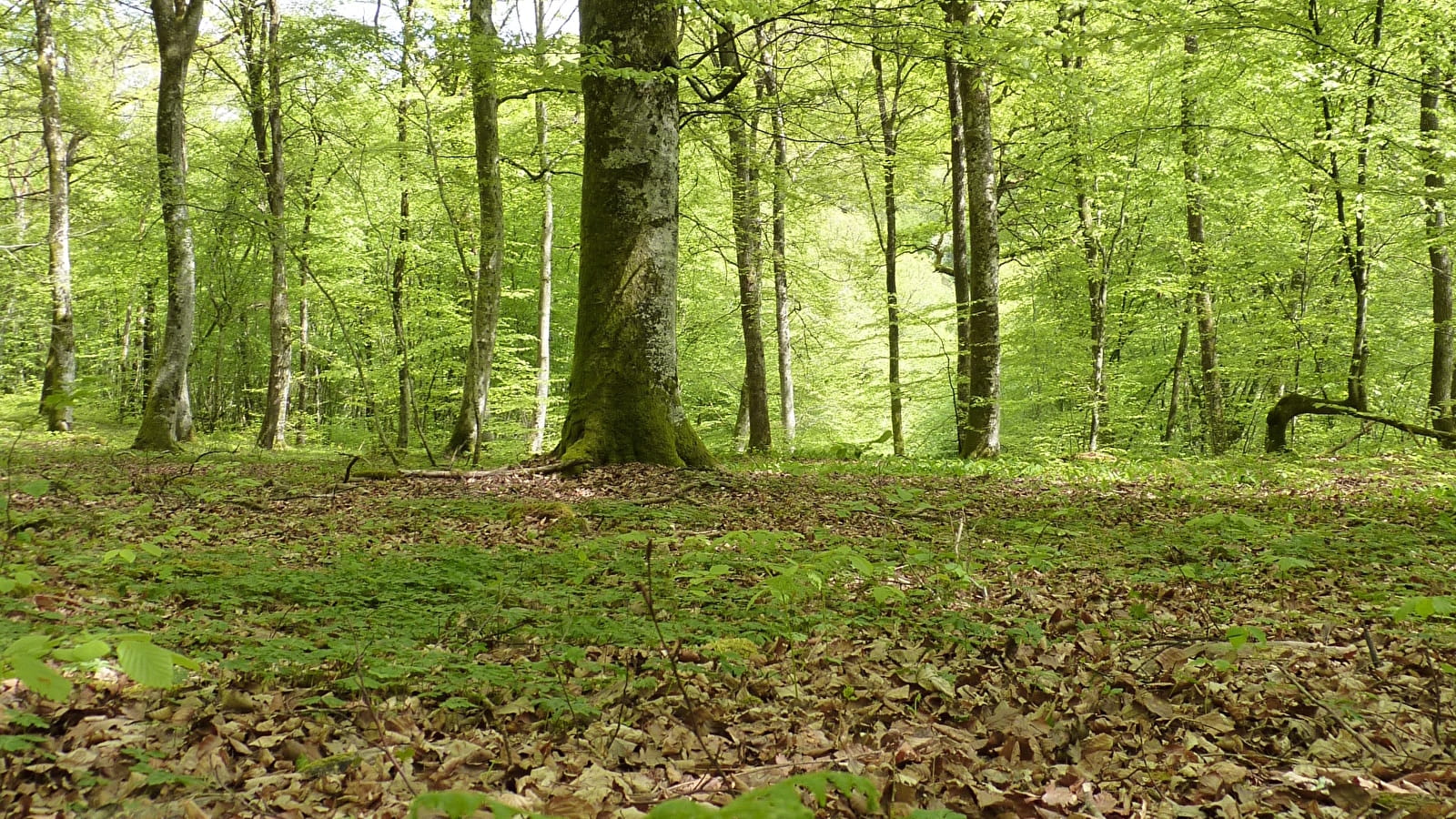 Bos en vegetatie, van gras tot boom (ENS 2024)